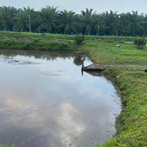 Banting (Malaysia) Site Visit